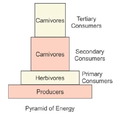 It is often said that the pyramid of energy is always upright. On the other hand, the pyramid of biomass can be both upright and inverted. Explain with the help if examples and sketches.