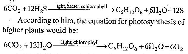 Explain the Mechanism of Photosynthesis.