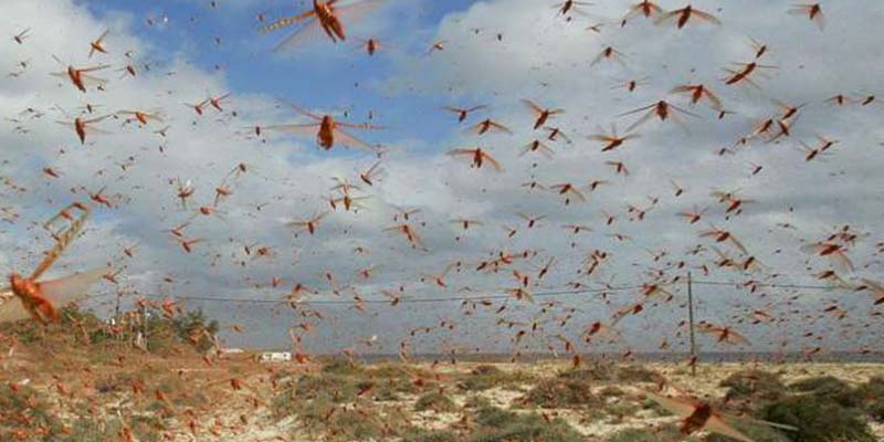 Locust Swarm Invasion Continues, Govt steps up to use Drones: States Remain Alert