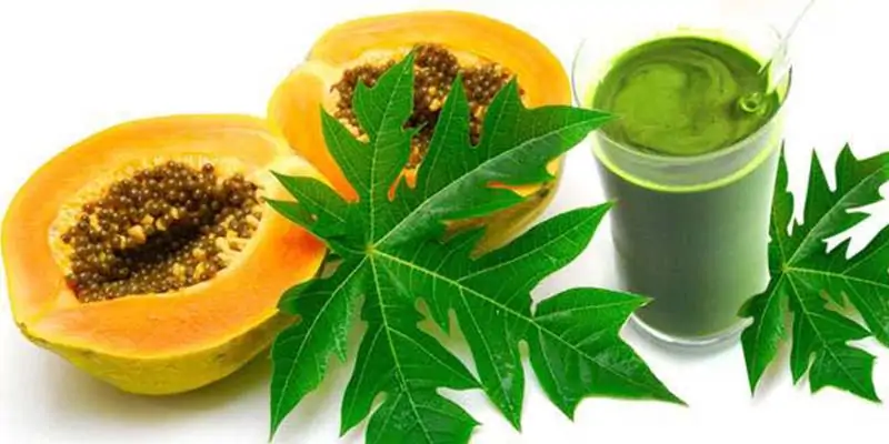 Incredible Benefits of Papaya Leaf Juice