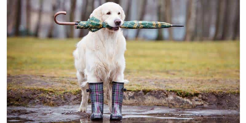 Monsoon Pet Care Tips
