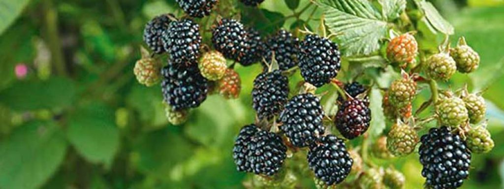 Blackberries - The High Protein Fruits 